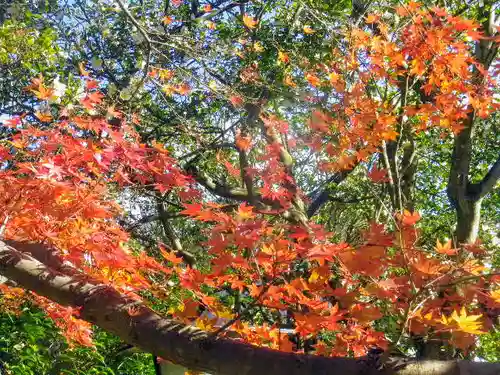 安國論寺（安国論寺）の自然