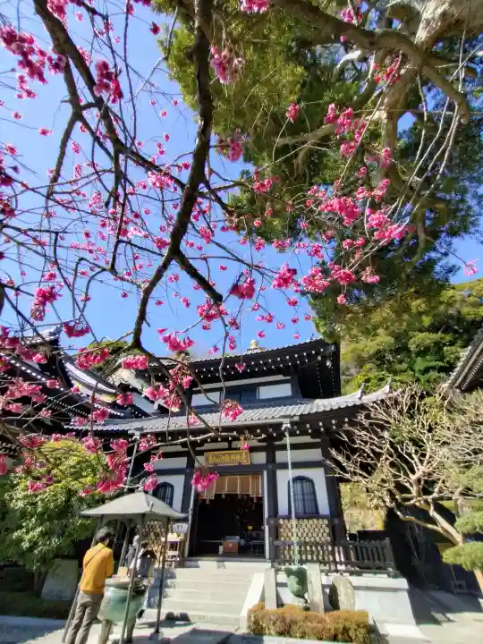 長谷寺(神奈川県)