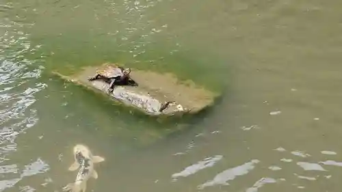 出雲大社北島国造館 出雲教(島根県)