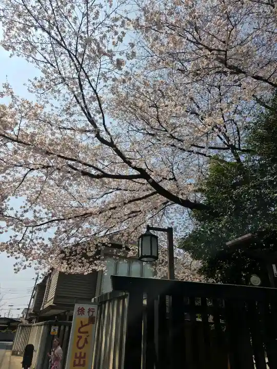 櫻木神社の{uncategorized: "未分類", other: "その他", undefined: "問題あり", building: "その他建物", grave: "お墓", sacred_gate: "鳥居", guardian: "狛犬", statue: "像", buddha: "仏像", history: "歴史", nature: "自然", garden: "庭園", animal: "動物", pagoda: "塔", temizu: "手水舎", mountain_gate: "山門・神門", sanctuary: "本殿・本堂", subordinate: "末社・摂社", art: "芸術", scenery: "景色", jizo: "地蔵", ema: "絵馬", goshuin: "御朱印", omikuji: "おみくじ", items: "授与品その他", amulet: "お守り", goshuincho: "御朱印帳", eats: "食事", festival: "お祭り", votive_dance: "神楽", shichigosan: "七五三参", wedding: "結婚式", experience: "体験その他", initially: "初詣", around: "周辺", anti_infection: "感染症対策"}