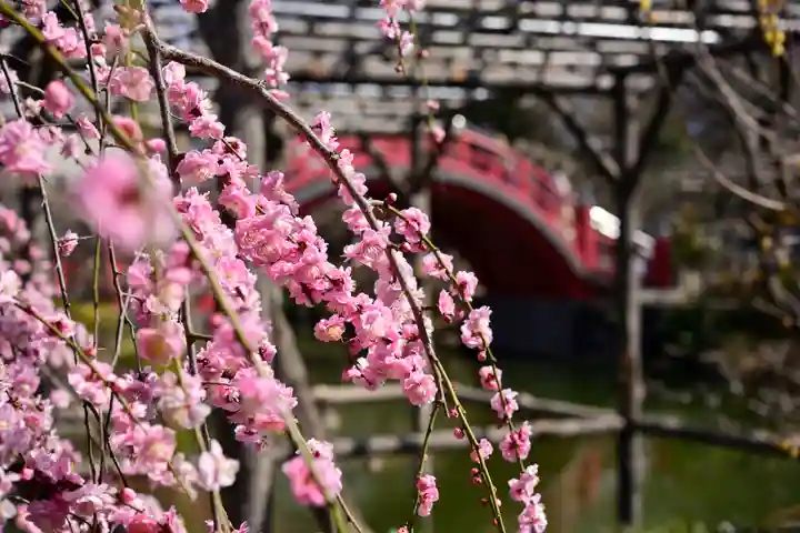 亀戸天神社の自然