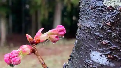 宮崎神社の自然
