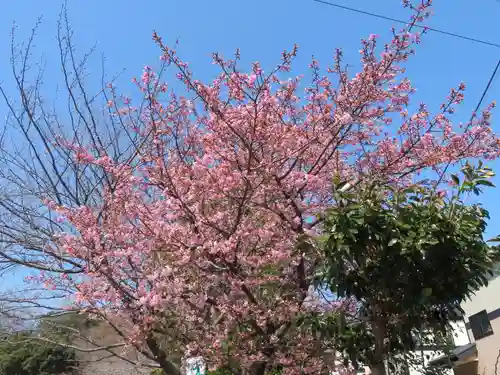 櫻木神社の自然