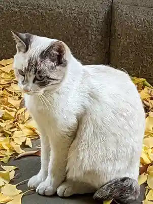 伊勢崎神社の動物