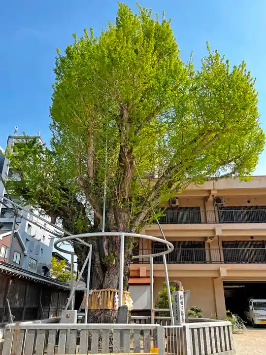 櫛田神社の自然