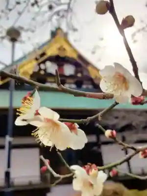 妙法寺(東京都)