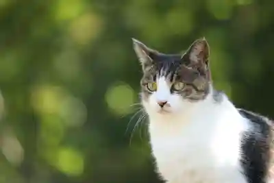 玉野御嶽神社の動物