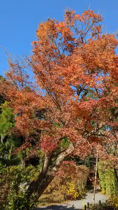 常照寺(京都府)