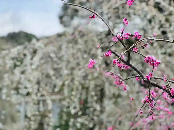 大縣神社の自然