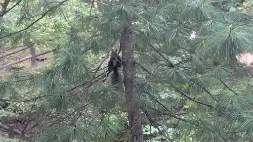 音更神社の動物