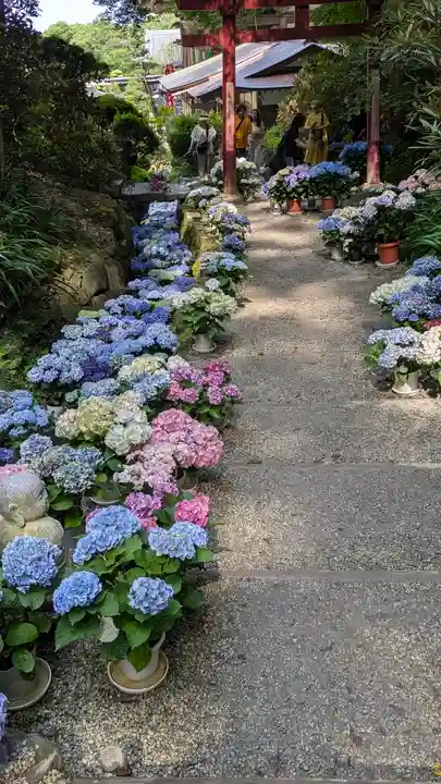 岡寺(龍蓋寺)(奈良県)