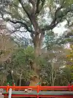 廣田八幡神社の自然