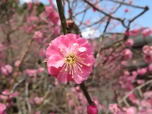 常宮神社(福井県)