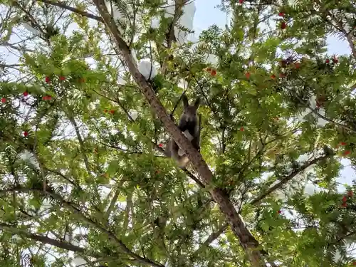 東神楽神社の自然