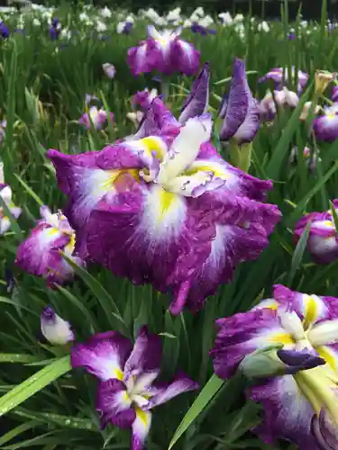 伊佐須美神社の自然
