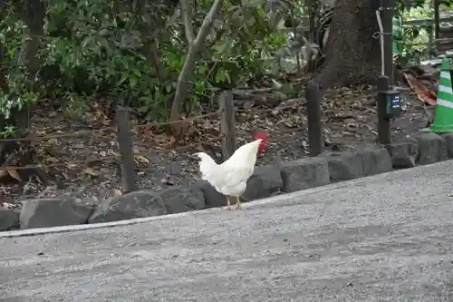 熱田神宮の動物