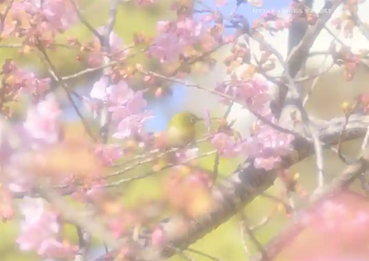鳩森八幡神社の自然