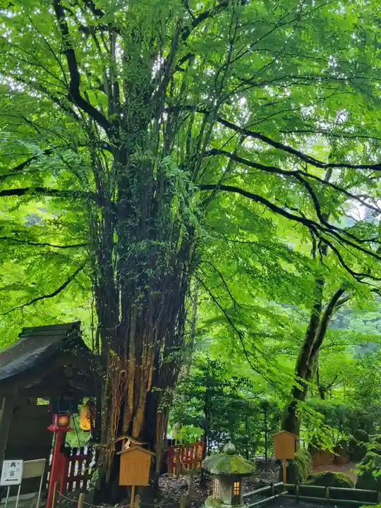 貴船神社の自然