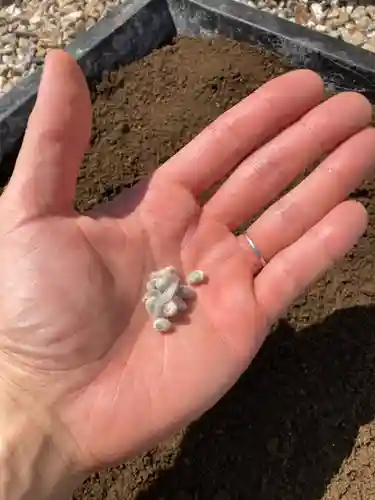 總社 和田八幡宮(福井県)