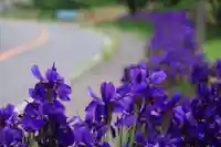 高司神社〜むすびの神の鎮まる社〜の自然