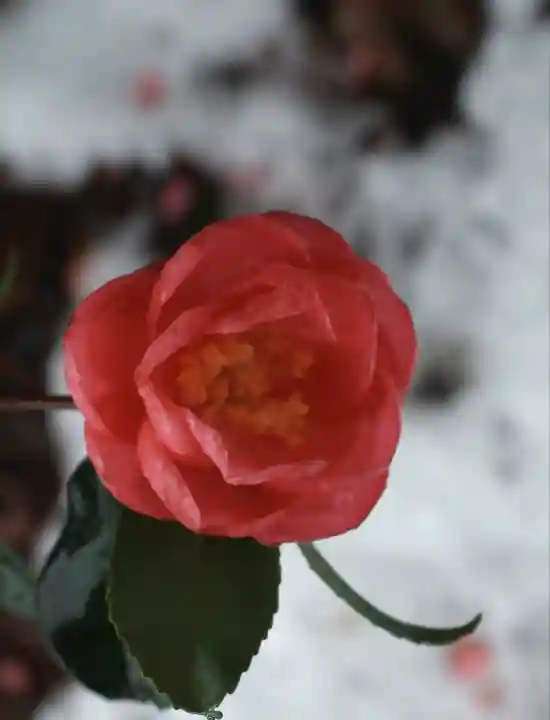 曽根神社の自然