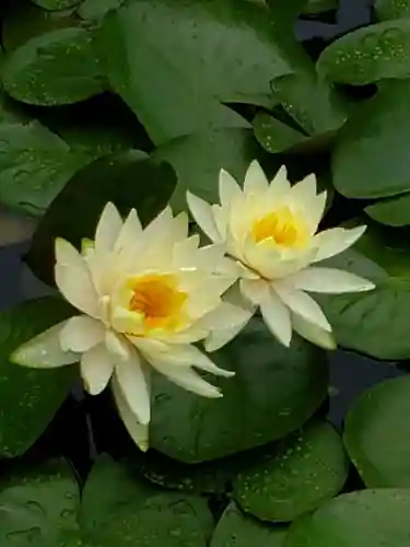 明治神宮の自然