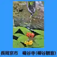 柳谷観音 楊谷寺(京都府)