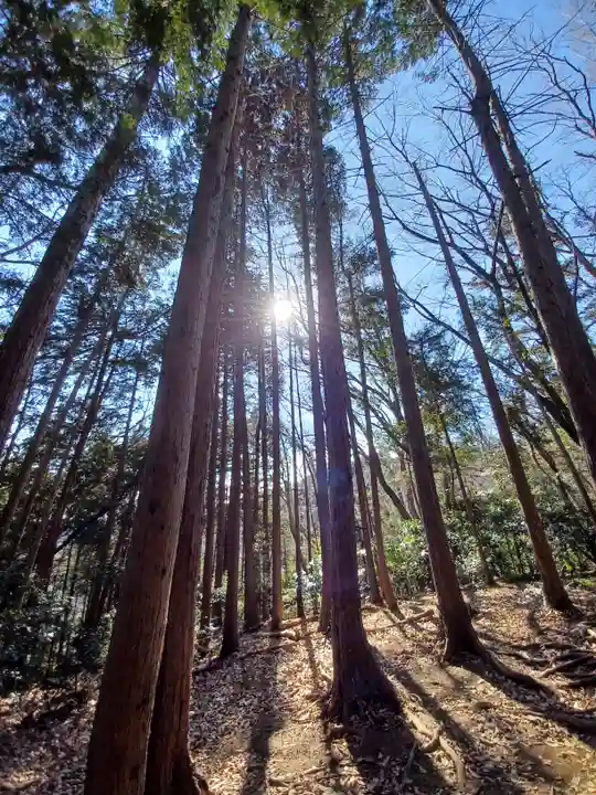 高尾山薬王院の自然