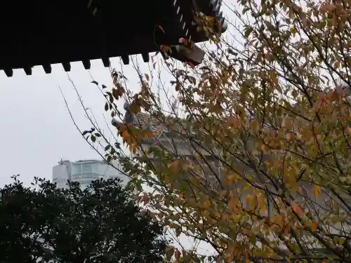 永平寺別院長谷寺の自然