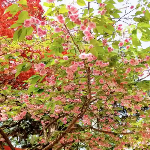 彌彦神社　(伊夜日子神社)の自然