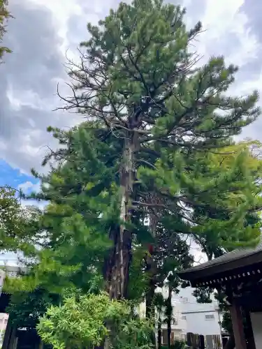 玉泉寺(東京都)