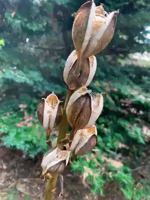 若草木神社(福島県)