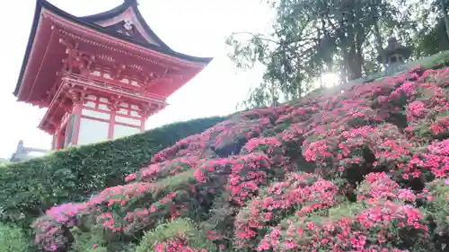 清水寺の自然