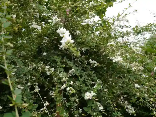 東光院の自然