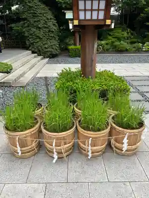 東京大神宮(東京都)