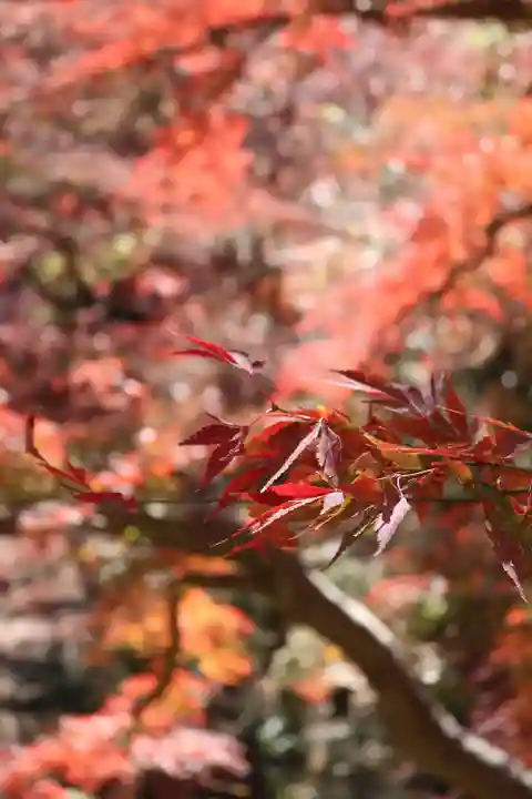 明王院(満願寺別院)の自然