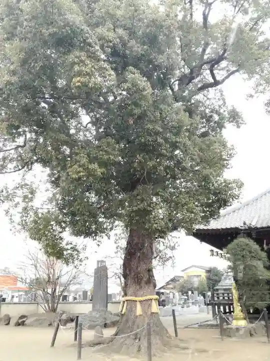 龍泉寺(足利厄除大師)の自然