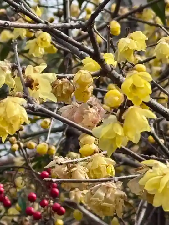 大蓮寺の{uncategorized: "未分類", other: "その他", undefined: "問題あり", building: "その他建物", grave: "お墓", sacred_gate: "鳥居", guardian: "狛犬", statue: "像", buddha: "仏像", history: "歴史", nature: "自然", garden: "庭園", animal: "動物", pagoda: "塔", temizu: "手水舎", mountain_gate: "山門・神門", sanctuary: "本殿・本堂", subordinate: "末社・摂社", art: "芸術", scenery: "景色", jizo: "地蔵", ema: "絵馬", goshuin: "御朱印", omikuji: "おみくじ", items: "授与品その他", amulet: "お守り", goshuincho: "御朱印帳", eats: "食事", festival: "お祭り", votive_dance: "神楽", shichigosan: "七五三参", wedding: "結婚式", experience: "体験その他", initially: "初詣", around: "周辺", anti_infection: "感染症対策"}