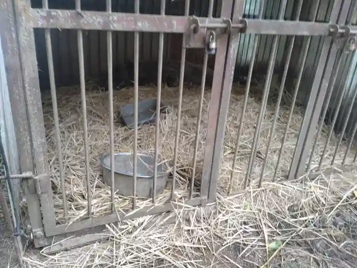 坪沼八幡神社の動物