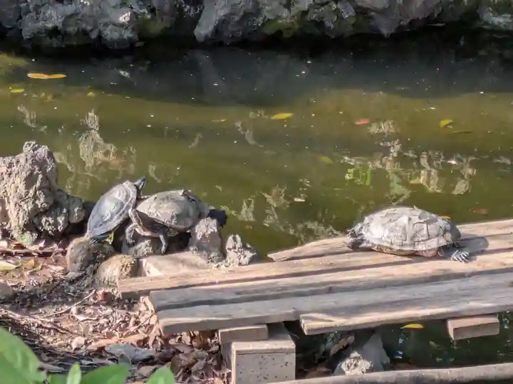 世田谷八幡宮(東京都)