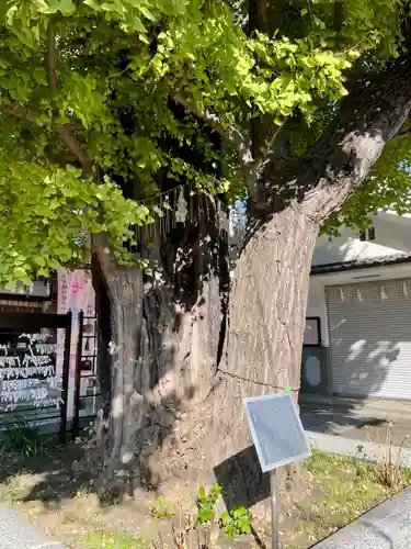 飛木稲荷神社の自然