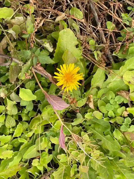 丹生都比売神社(和歌山県)
