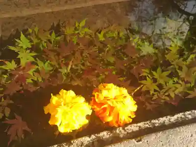 千代ケ岡八幡宮の手水舎