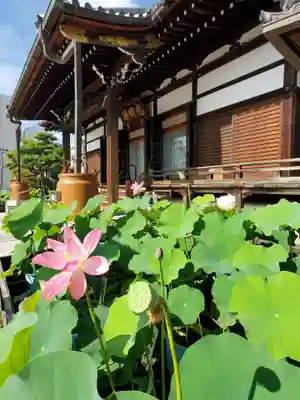 善導寺(福島県)