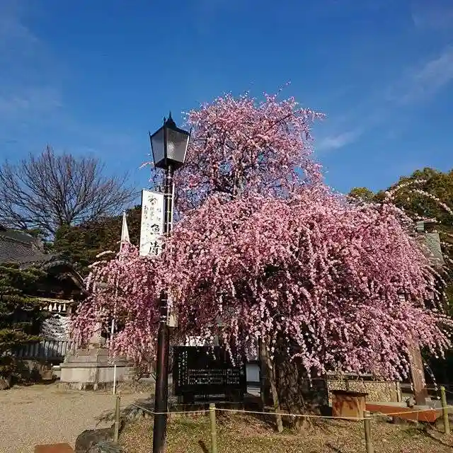 岡崎天満宮の自然