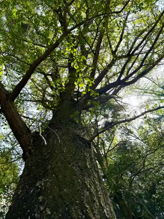 南湖神社の{uncategorized: "未分類", other: "その他", undefined: "問題あり", building: "その他建物", grave: "お墓", sacred_gate: "鳥居", guardian: "狛犬", statue: "像", buddha: "仏像", history: "歴史", nature: "自然", garden: "庭園", animal: "動物", pagoda: "塔", temizu: "手水舎", mountain_gate: "山門・神門", sanctuary: "本殿・本堂", subordinate: "末社・摂社", art: "芸術", scenery: "景色", jizo: "地蔵", ema: "絵馬", goshuin: "御朱印", omikuji: "おみくじ", items: "授与品その他", amulet: "お守り", goshuincho: "御朱印帳", eats: "食事", festival: "お祭り", votive_dance: "神楽", shichigosan: "七五三参", wedding: "結婚式", experience: "体験その他", initially: "初詣", around: "周辺", anti_infection: "感染症対策"}