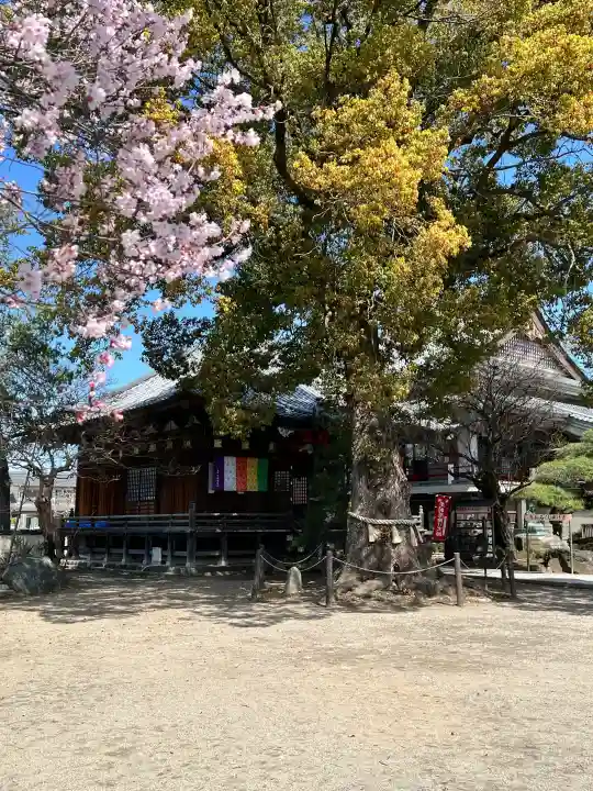 龍泉寺(足利厄除大師)の{uncategorized: "未分類", other: "その他", undefined: "問題あり", building: "その他建物", grave: "お墓", sacred_gate: "鳥居", guardian: "狛犬", statue: "像", buddha: "仏像", history: "歴史", nature: "自然", garden: "庭園", animal: "動物", pagoda: "塔", temizu: "手水舎", mountain_gate: "山門・神門", sanctuary: "本殿・本堂", subordinate: "末社・摂社", art: "芸術", scenery: "景色", jizo: "地蔵", ema: "絵馬", goshuin: "御朱印", omikuji: "おみくじ", items: "授与品その他", amulet: "お守り", goshuincho: "御朱印帳", eats: "食事", festival: "お祭り", votive_dance: "神楽", shichigosan: "七五三参", wedding: "結婚式", experience: "体験その他", initially: "初詣", around: "周辺", anti_infection: "感染症対策"}