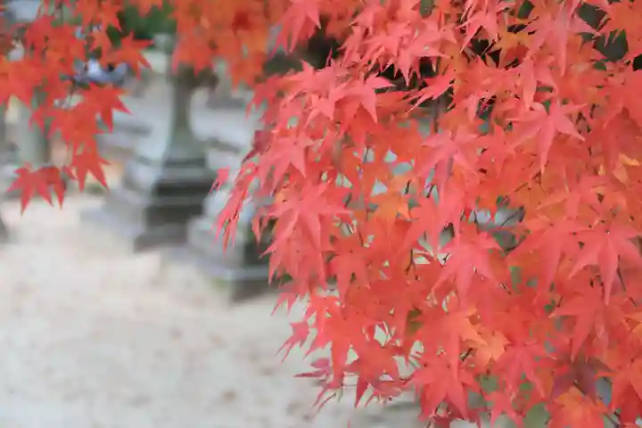 今宮神社の自然
