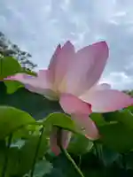 白山神社(新潟県)