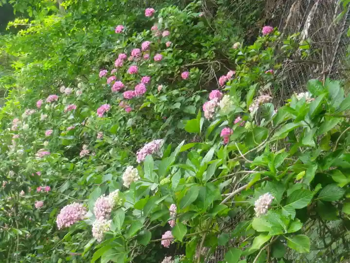 御霊神社の自然